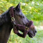 Kentucky Horsewear - Licol Mouton Plaque Marron / Or – Image 2