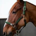 Kentucky Horsewear - Licol Nylon Tressé Bleu Marine – Image 2