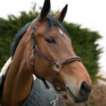 CWD - Licol Cuir Mademoiselle Marron Ivoire – Image 2